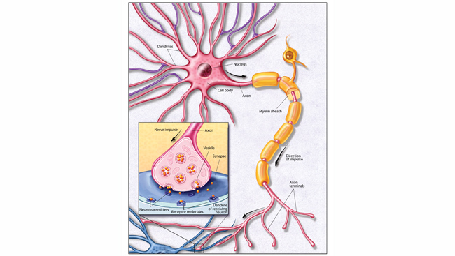 https://neuronline.sfn.org/-/media/Brainfacts2/Brain-Anatomy-and-Function/Anatomy/Article-Images/Neuron-Illustration.jpg