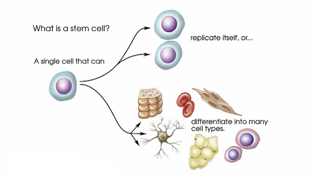 A stem cell has two essential characteristics: the ability to replicate itself through cell division and pluripotency, the ability to differentiate into any type of cell. For years scientists believed that once a stem cell differentiated into a specific type of cell, it was no longer pluripotent. However, in 2006 Shinya Yamanaka of Kyoto University discovered a way to reprogram skin cells into pluripotent cells that he called induced pluripotent stem cells or iPSCs.