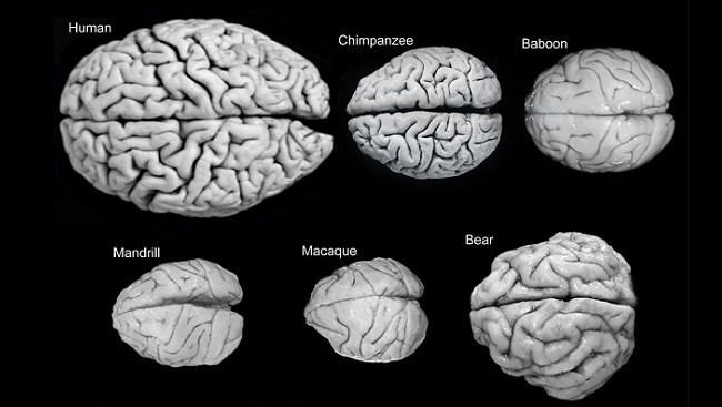 Comparative sizes of animal brains