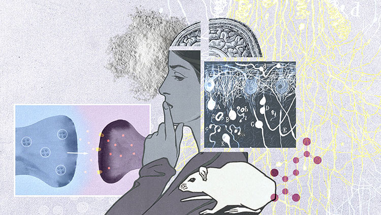 https://neuronline.sfn.org/-/media/Brainfacts2/Diseases-and-Disorders/Addiction/Article-Images/brain-plasticity-thumbnail.jpg