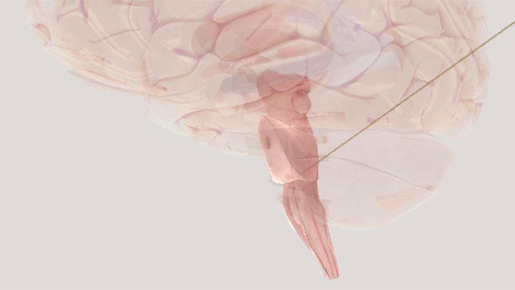 https://neuronline.sfn.org/-/media/Brainfacts2/For-Educators/For-the-Classroom/brainstem-thumbnail.jpg