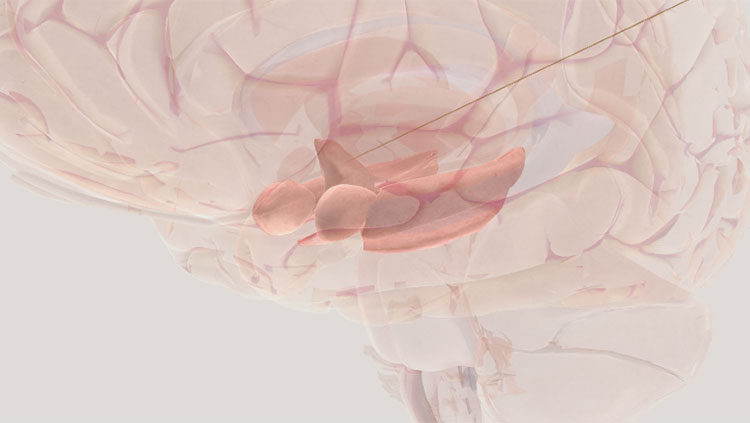 https://neuronline.sfn.org/-/media/Brainfacts2/For-Educators/For-the-Classroom/limbic-system-thumbnail.jpg