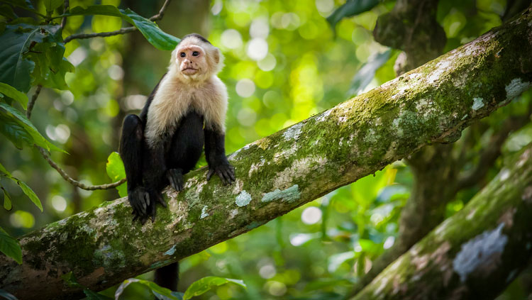 Capuchin monkey in tree