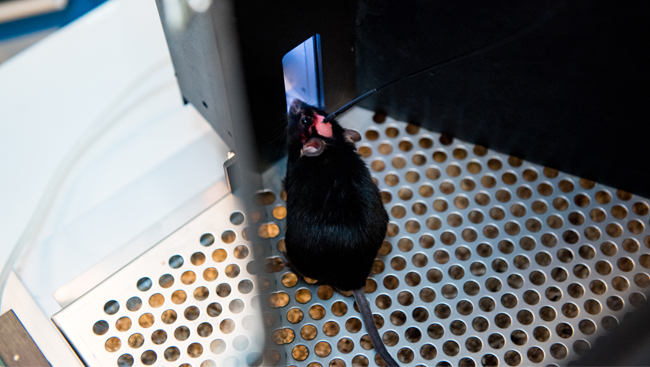 Photo of a mouse as part of an in vivo optogenetic experiment in the lab