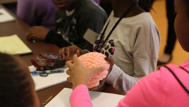 A child holds a model brain at a neuroscience outreach event. 