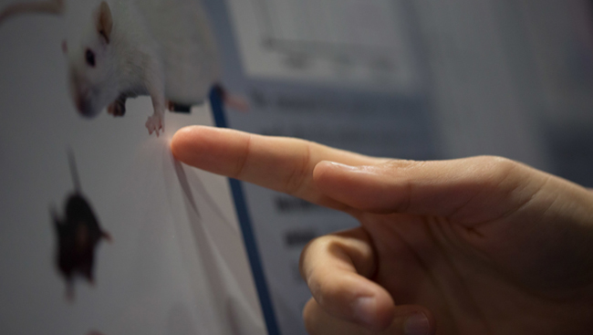 Research being presented on the Neuroscience 2017 poster floor