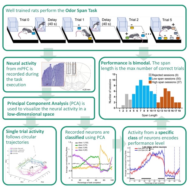 Dynamic Cortical Neural Activity Predicts Self-Guided Working Memory in Rats