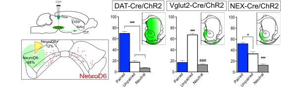 The NeuroD6 subpopulation of VTA neurons projects mainly to the nucleus accumbens shell. Their activation by optogenetics leads to dopamine release and glutamate post-synaptic currents and to behavioral reinforcement in a real-time place preference paradigm. (Figure provided by Bimpisidis et al., 2019, eNeuro.)