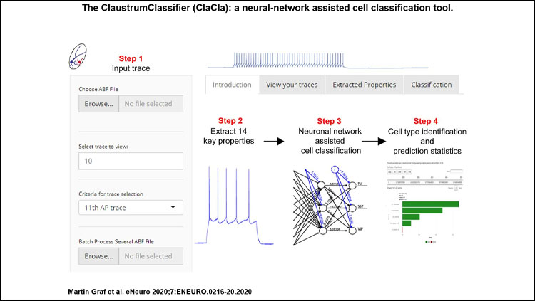 The ClaustrumClassifier (ClaCla): a neural-network assisted cell classification tool. A trained neural network developed to facilitate the classification of claustral neurons in four steps. Step 1, Input raw data file. Step 2, Automated extraction of intrinsic electrical properties. Step 3, Neuronal network assisted cell classification. Step 4, The classifier returns the likelihood that the classified cell belongs to one of the eight cell subtypes.