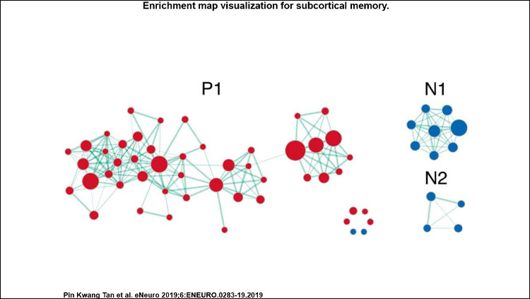 Enrichment map visualization for subcortical memory. Clusters are labeled with P for positive, N for negative. 