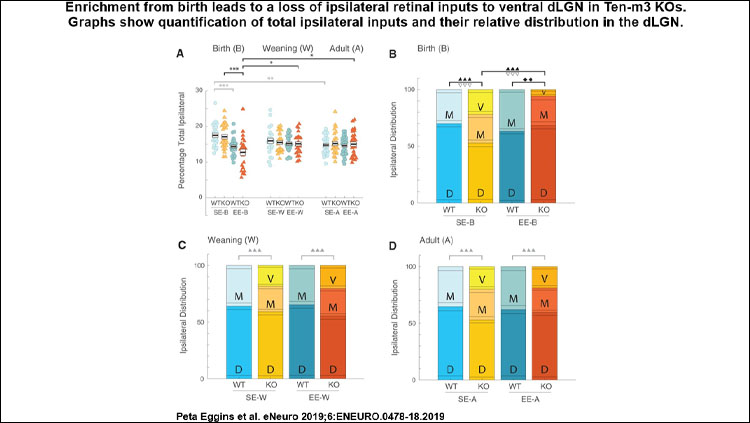 Enrichment from birth leads to a loss of ipsilateral retinal inputs to ventral dLGN in Ten-m3 KOs. Graphs show quantification of total ipsilateral inputs and their relative distribution in the dLGN. Data derived from individual animals in each group is shown.