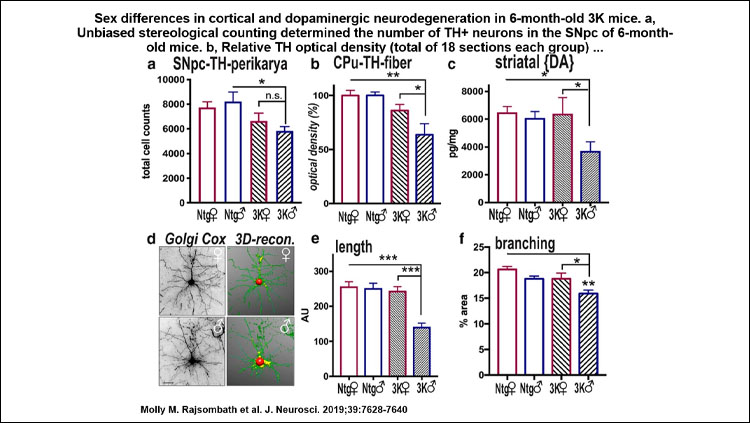 Images of graphs showing sex differences in cortical and dopaminergic neurodegeneration in 6-month-old 3K mice.