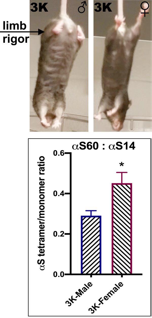 Figure: Elevating normal α-synuclein (αS) tetramer formation by female sex, and in particular estrogen, in mice expressing an amplified familial Parkinson’s disease mutation (“3K”). Representative photos show a 3K αS male mouse (“♂”) (L) less able to extend the clasped, rigid limbs (arrow) vs. a motorically milder affected 3K αS female (“♀”) mouse (R). The limb abnormalities responded to DHED treatment, an estrogen prodrug active in brain.
            Graph: Improved αS tetramer:monomer ratio in 3K female vs. 3K male mice.