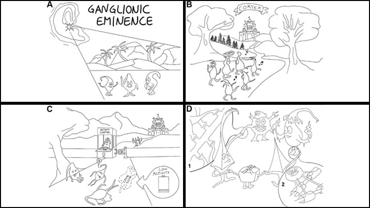 The journey of cortical interneurons: (A) Cortical interneurons are born in the ganglionic eminence of the basal forebrain, and (B) migrate to reach the dorsal cortex. (C) Their number is determined upon programmed cell death and strongly depends on neuronal activity. (D) Wiring [dendritic and axonal morphogenesis and synapse establishment (1)], myelination (2) and circuit refinement of Martinotti, Basket, Chandelier and all other interneuron types is established within the first month after birth.  This cartoon has been designed and drawn by Yannis Maragkos, Denaxa Lab, BSRC Al. Fleming.