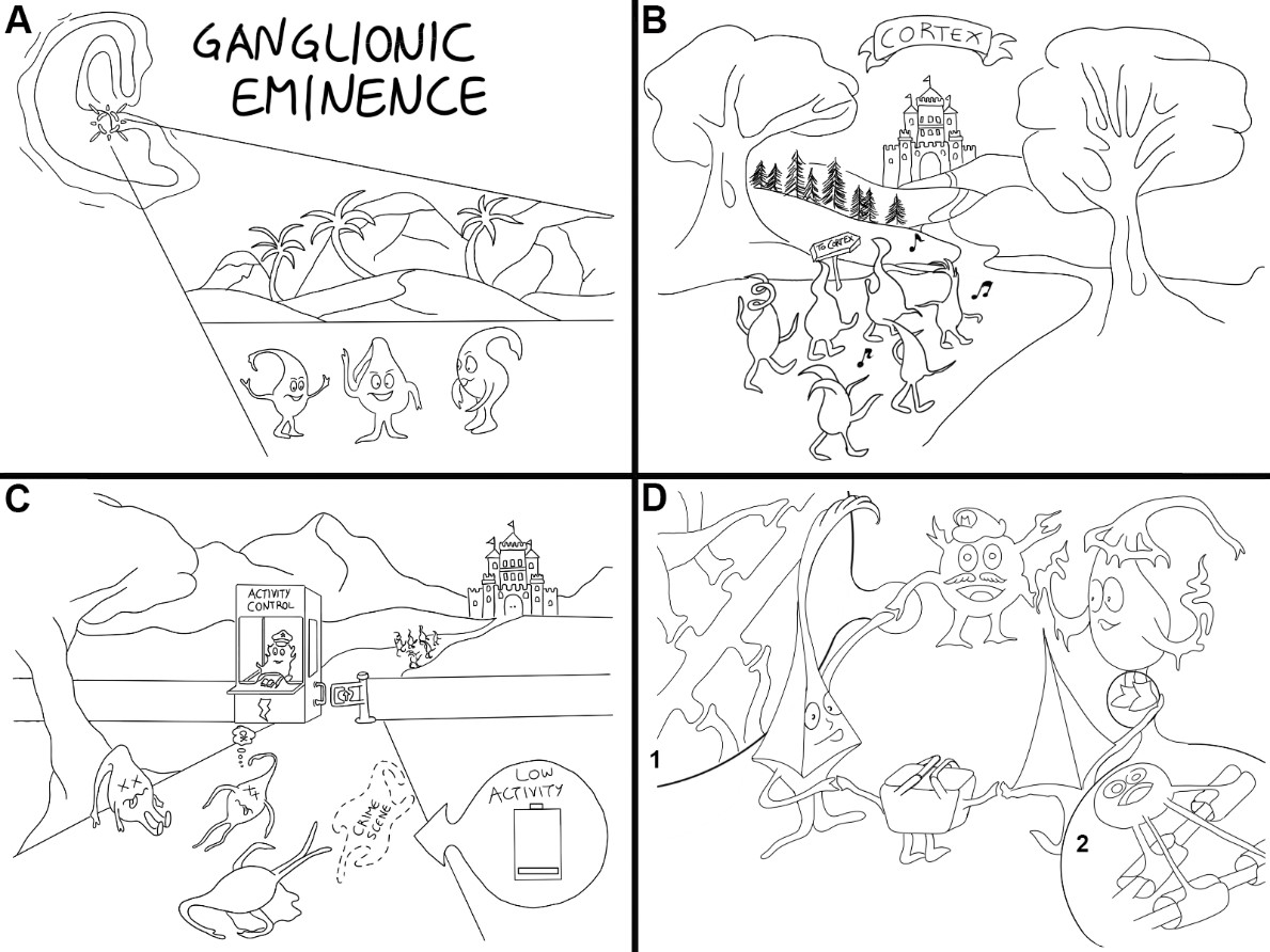 The journey of cortical interneurons: (A) Cortical interneurons are born in the ganglionic eminence of the basal forebrain, and (B) migrate to reach the dorsal cortex. (C) Their number is determined upon programmed cell death and strongly depends on neuronal activity. (D) Wiring [dendritic and axonal morphogenesis and synapse establishment (1)], myelination (2) and circuit refinement of Martinotti, Basket, Chandelier and all other interneuron types is established within the first month after birth.  This cartoon has been designed and drawn by Yannis Maragkos, Denaxa Lab, BSRC Al. Fleming.