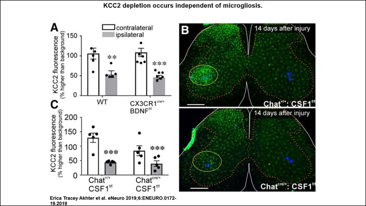 Relative KCC2 depletion in WT and CX3CR1 BDNF KO animals 14 d after cut/ligation. Genotype had no effect on KCC2 levels in motoneurons contralateral or ipsilateral to injury. Removing BDNF from microglia had no impact on KCC2 expression. Lumbar spinal cord sections from animals expressing normal CSF1 and with CSF1 removed from motoneurons 14 d after ligation. ChatIREScre/+: : csf1f/f animals exhibit normal microgliosis in the dorsal horn but have the microglial reaction to injury greatly attenuated in the ventral horn compared to ChatI+/+: : csf1f/f. KCC2 immunofluorescence 14 d after sciatic ligation in csf1f/f animals. Preventing microgliosis in the ventral horn had no impact on KCC2 within intact or injured motoneurons. Error bars = SEM; **p ≤ 0.01, ***p ≤ 0.001.