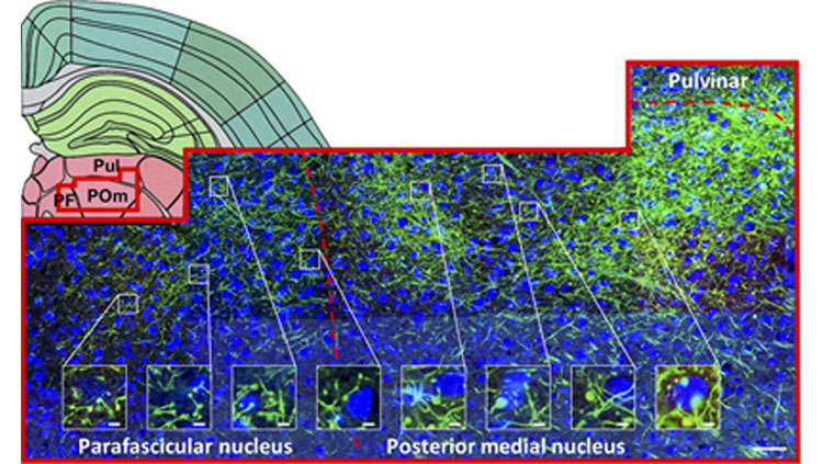 L5 targets a wide range of thalamic nuclei and extrathalamic nuclei, although specific targets vary across injection site. Prasad et al. JNeurosci. 2020; 40(30):5785-5796, Figure 8.