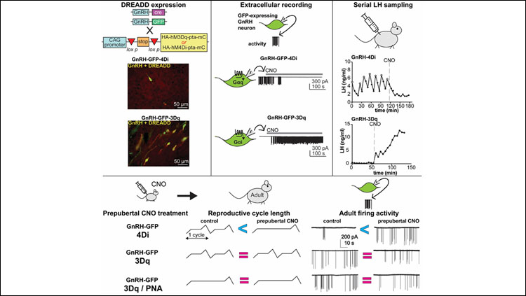 Subcortical structural changes along the menstrual cycle: beyond the  hippocampus