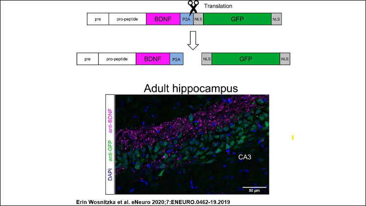 An image from the eNeuro research article 'A New Mouse Line Reporting the Translation of Brain-Derived Neurotrophic Factor Using Green Fluorescent Protein.'