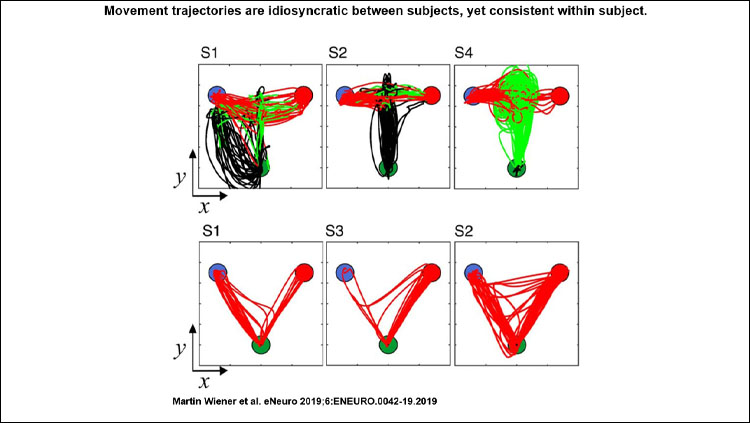 Movement trajectories are idiosyncratic between subjects, yet consistent within subject. Layout of the start position (green filled circle), and short (blue filled circle) and long targets (red filled circle) is the same as in Figure 1C. Color-coding of traces reflects hand movement through the progression of the given trial (black, warm-up period; green, during the tone duration; red, after the tone until the decision). Top row, Trajectory data for 2000 ms trials for three example subjects from Experiment 1 (free-movement). Classification of a short duration is the left target; a long classification is the right target. Each subject employed a separate strategy, with one subject (S4) moving in a circular pattern between short and long locations, another (S1) rotating in a leftward arc before moving in between both targets, and a third (S2) moving in an up–down fashion before shifting from the middle to a target location. Bottom row, Three example subjects for 2000 ms trials from Experiment 2 (hold). Changes-of-mind are evident, including a shift from long to short (S1), short to long (S3), and both (S2).