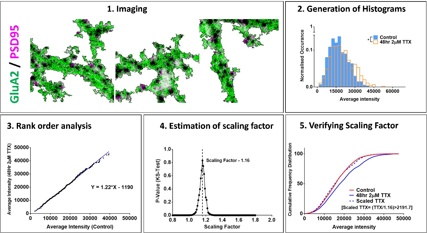 Schematic of the workflow for quantification and validation of multiplicative scaling at excitatory synapses using immunocytochemistry and microscopy. Related to Figure 1 in the manuscript.