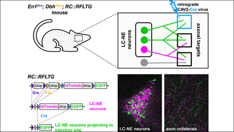 TrAC permits fluorescent labeling of genetically defined neuron populations based on axonal projections. Schematic diagrams show a simple version of TrAC using two recombinases and a dual-recombinase-responsive fluorescent indicator allele. Fluorescent labeling is restricted to neurons expressing recombinase A which project to the brain region injected with the retrograde-transported virus encoding recombinase B.