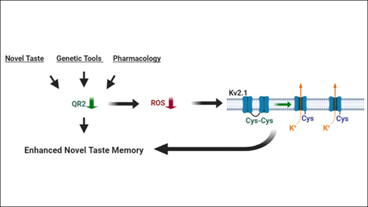 Schematic representation of the molecular events following QR2 downregulation. Upon reduced QR2 expression or activity, either naturally or experimentally, there is a reduction in cellular ROS.