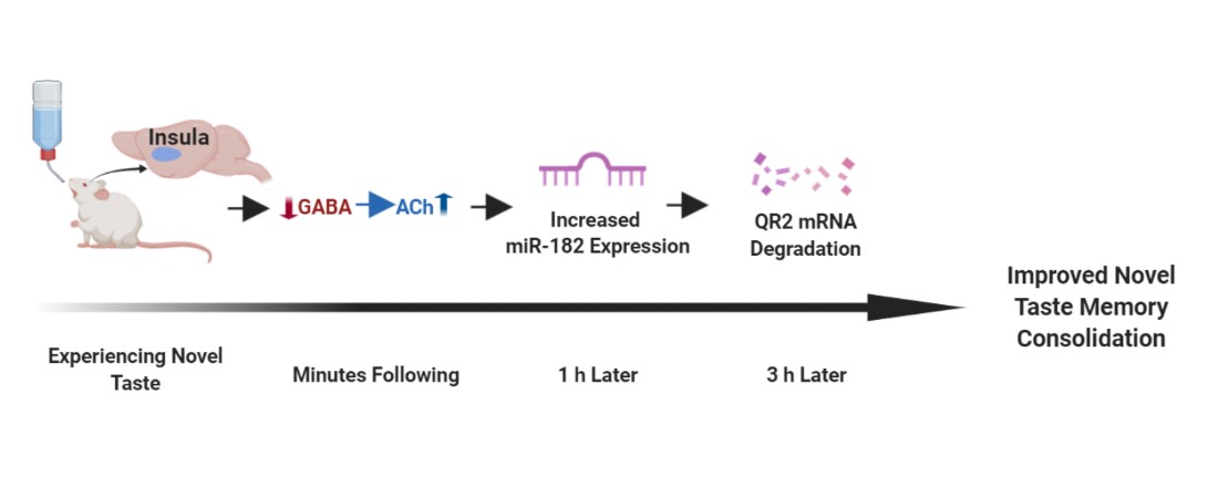 Increased miR-182 Expression in the aIC Reduces Local QR2 mRNA Levels and Improves Novel Taste Learning. Gould, N.L. et al. eNeuro.0067-20.2020 (2020). 