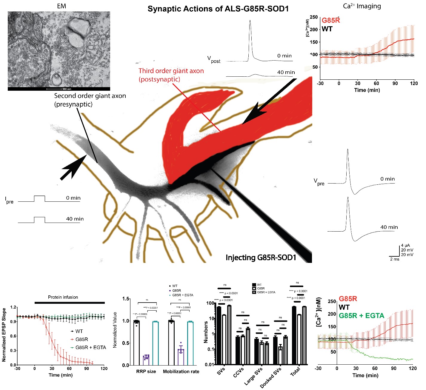 Synaptic actions of ALS-associated G85R-SOD1 protein in the squid Giant Synapse by Electrophysiology, Electron Microscopy (EM), and Calcium Imaging.