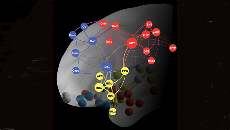 Map of "the smell network."