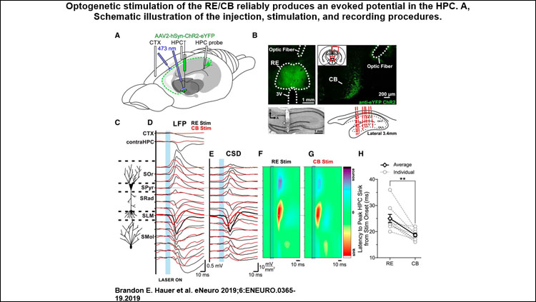Optogenetic stimulation of the RE/CB reliably produces an evoked potential in the HPC.
