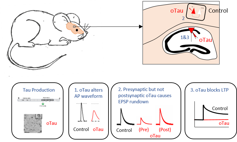 Summary of the main findings from Emily Hill et al., eNeuro 2019.