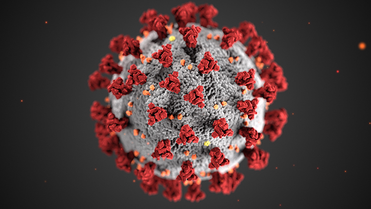 Structure of a Coronavirus