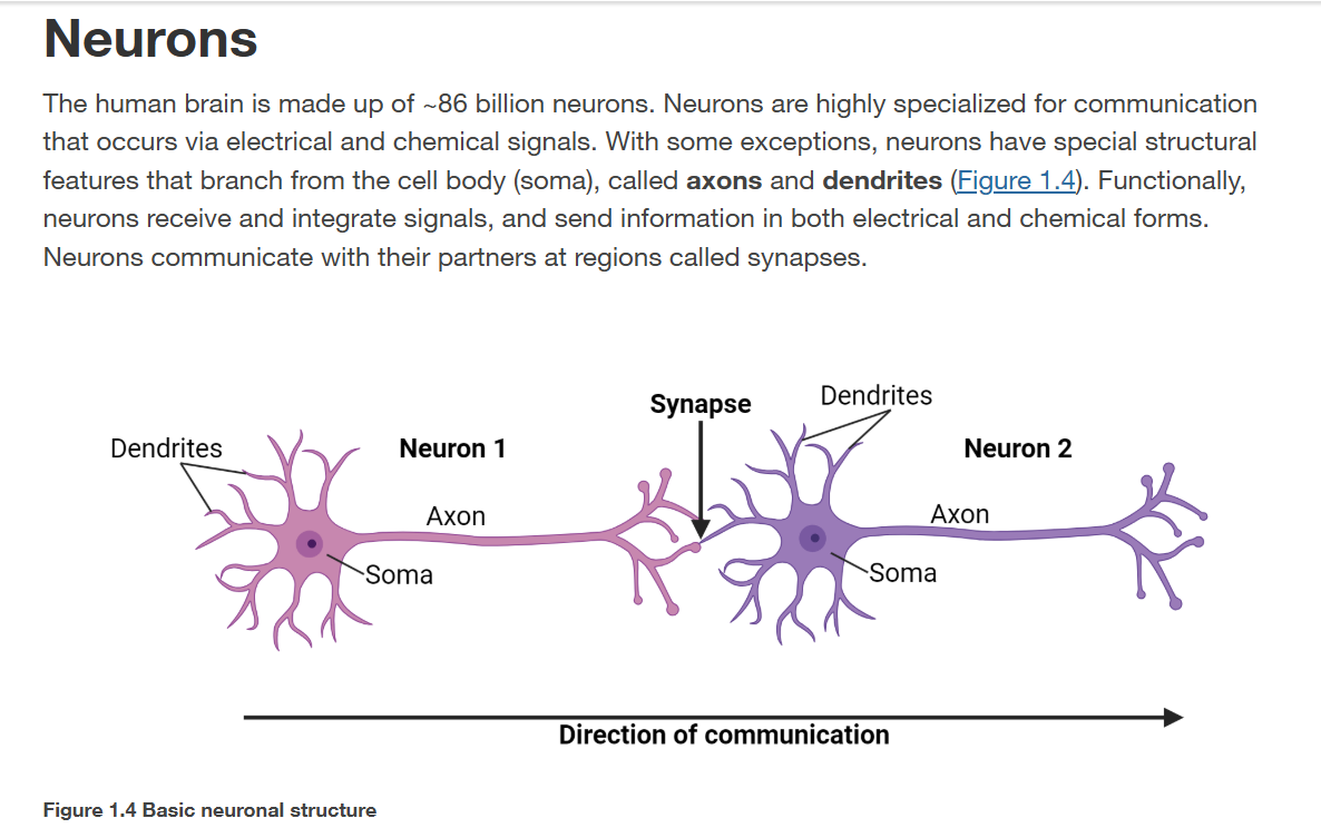 Textbook screenshot about Neurons