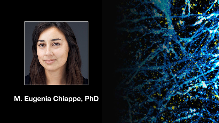 Go With the Visual Flow - An Experimentalist’s Path to Understanding Motor Control