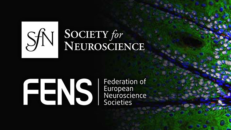 How Does Myelin Contribute to Brain Plasticity?