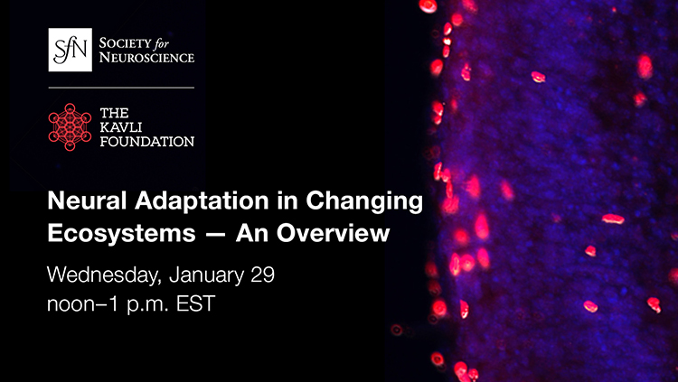 Neural Adaptation in Changing Ecosystems