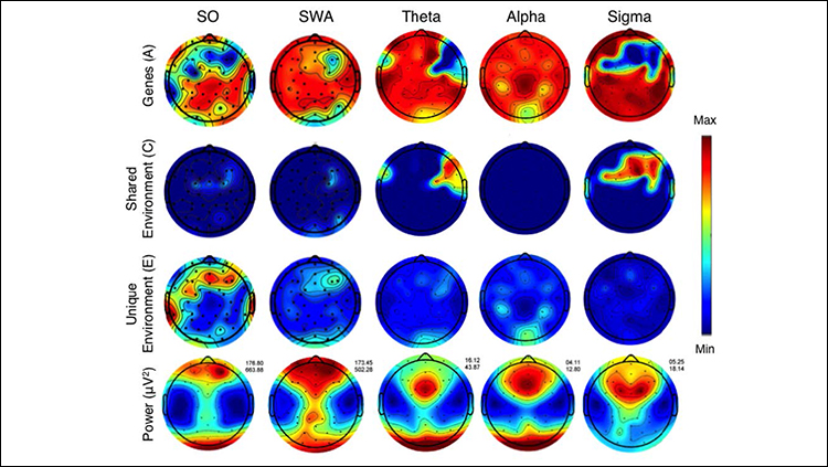 A study of teenage twins teases apart the influence of genetic and environmental factors on brain activity during sleep.