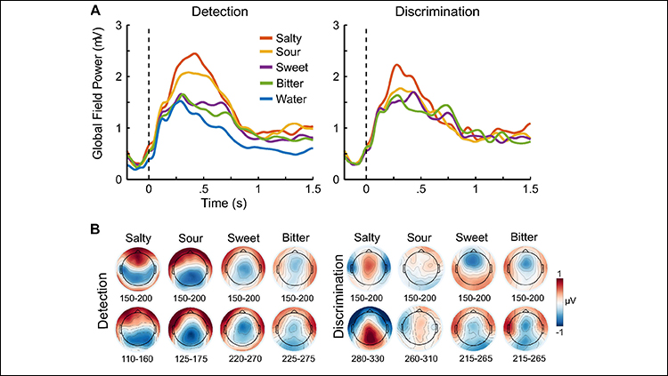 Sweet and bitter flavors are identified as soon as they are tasted, according to human neural and behavioral data.