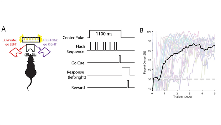 Mice can be used to study the neural circuits underlying complex decision-making, suggests an analysis of more than 500,000 mouse decisions reported in JNeurosci.