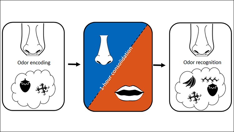 Nose Breathing Enhances Memory Consolidation