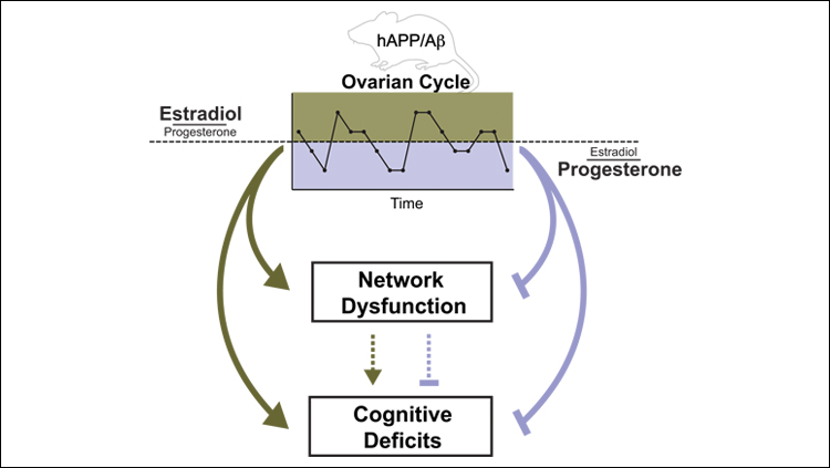 Reproductive Cycle May Foreshadow Alzheimer’s Disease