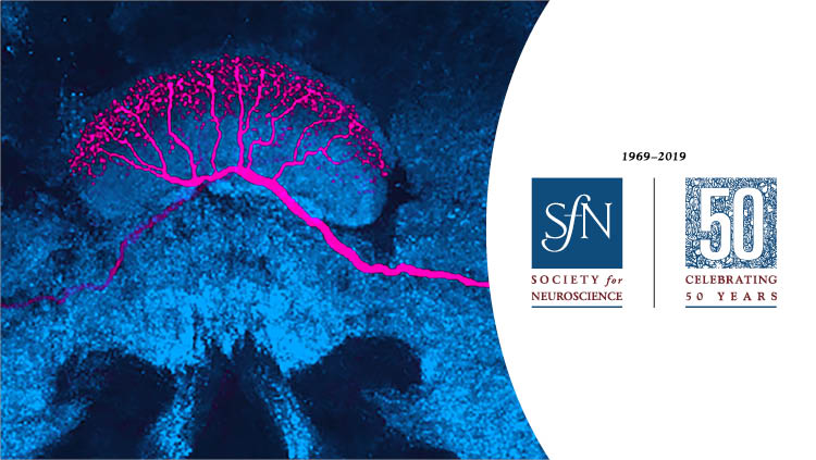 generic science image with SfN 50th anniversary logo
