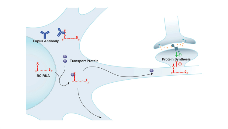 SLE anti-BC abs in neurons. Delivery of BC RNAs to synapto-dendritic domains requires transport factor hnRNP A2. The factor interacts with targeting-determinant GA motifs contained within BC RNA 5′ stem–loop domains. SLE anti-BC IgGs bind to the same motif structures, displacing hnRNP A2 from BC RNAs and as a result causing impaired dendritic delivery.