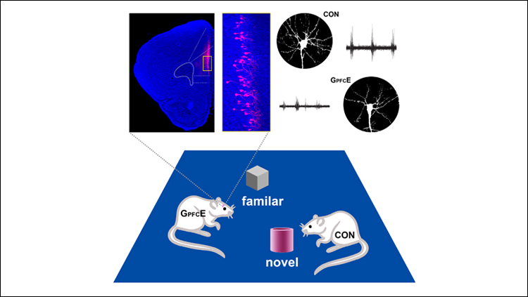 Prefrontal Cortex Development and Mental Illness